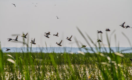 North wetland in shallow water freshwater lake with dominated by cattails, burreed, etc. Mixed flock...