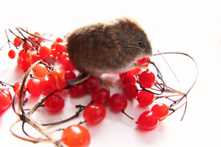 Boreal forests Gray-sided vole (Clethrionomys rufocanus) and ripe red European dogwood (Viburnum opulus) berries are the preferred food. Isolated on whiteの写真素材