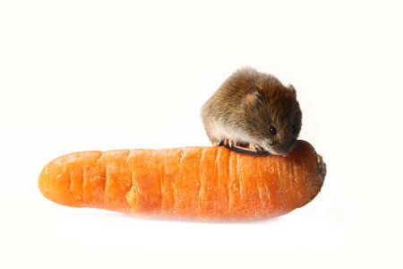 Mice severely damage vegetables in vegetable storages. Red-backed Vole and carrot on a white...