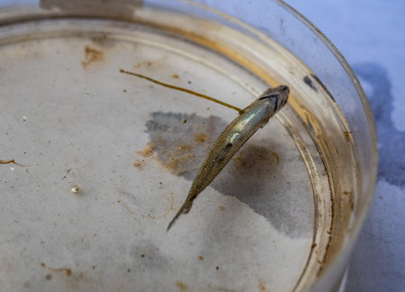Scolecology. Fish leech (Piscicola geometra, Piscicolidae, Annelida) stuck to fish fry, which died...