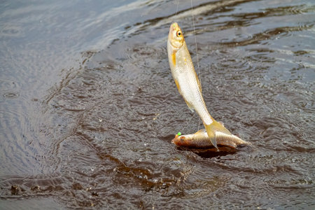 Roach. Gambling fishing on the river in the evening. Leger rig evening biting, bottom line set up....