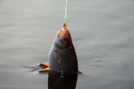 Roach. Gambling fishing on the river in the evening. Leger rig evening biting, bottom line set upの写真素材