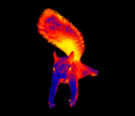 The squirrel is jumping. Isolated on black background Illustration of thermal image.の写真素材