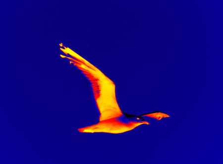 Seagull in the blue sky. Thermal imagingの写真素材
