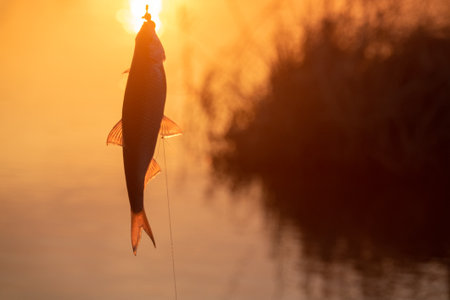 Roach. Gambling fishing on the river in the evening. Caught fish at sunset