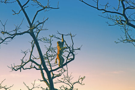 The macaque feeds on small fruits on a bare winter tree illuminated by the sun. Indiaの写真素材