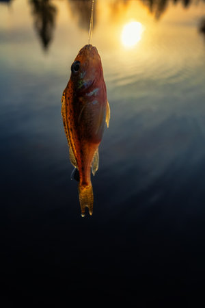 Roach. Gambling fishing on the river in the evening. Leger rig evening biting, bottom line set up....