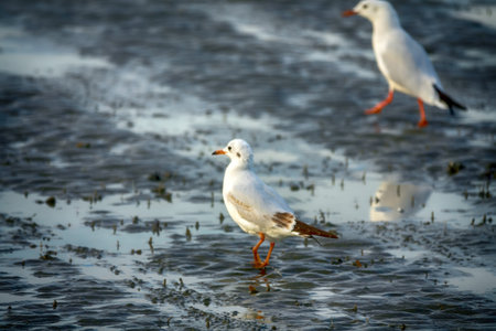 Bandar Abbas, Iran- January. Wintering Black-headed gulls, Strait of Hormuzの写真素材