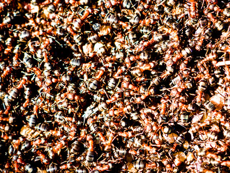 Spring revival of Red ants (Formica rufa). Masses of ants have climbed out on sunny day on top of...