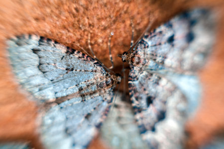 On ceiling of cave sleeping butterflies of Geometridae, forming a beautiful patternの写真素材