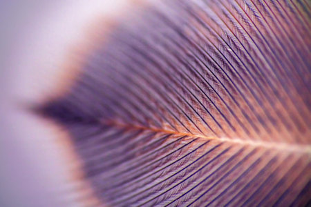 Duck tectrix, pinnula first and second order. Extreme close upの写真素材