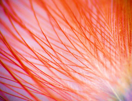 Breeding plumage of wild duck, vexillum, undercoat, pinnula. Keratins - horny substance can be subtle and graceful. Extreme close upの写真素材
