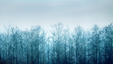 A window into the world of autumn. Autumn forest. Special aging technique and the effect of sad autumn mood. Lens field techniqueの写真素材