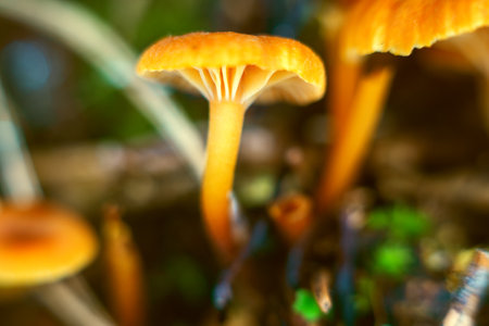 Lamellar small fungi in the depths of forest undergrowth. Soft limited focus creates a sense of...
