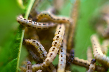 Caterpillars of weave moth yponomeuta evonymella. Macro photography caterpillar, soft focus.の写真素材