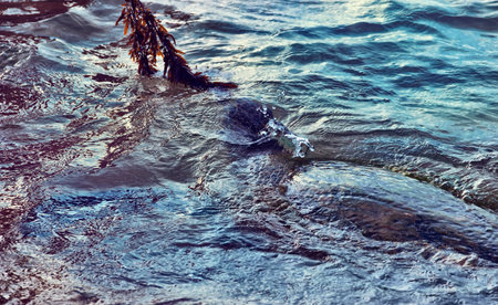 Sea turtle is fed, lure (become tame) with algaeの写真素材