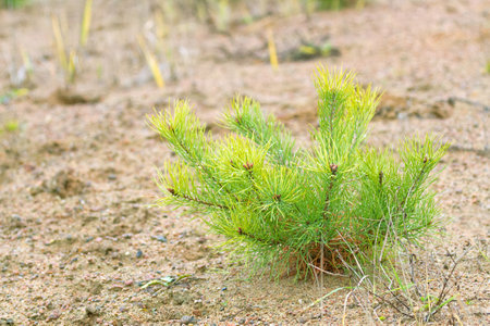Phytopathology, forestry management. These pine seedlings have yellow needles after dry, arid summer in sandy habitat. However, yellowness may be a consequence of air pollution or fungal diseaseの写真素材