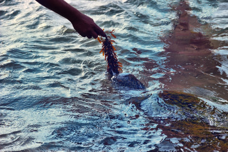Sea turtle is fed, lure (become tame) with algaeの写真素材