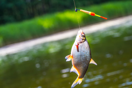 Fishing with a float rod, small breathの写真素材