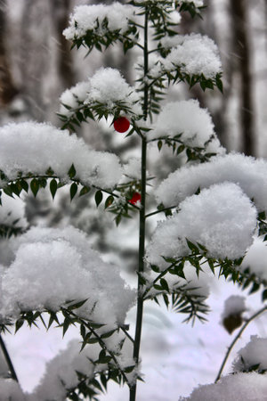 Butchers-broom (Ruscus aculeatus angustifolius) - subtropical evergreen bent under weight of unexpected snowの写真素材
