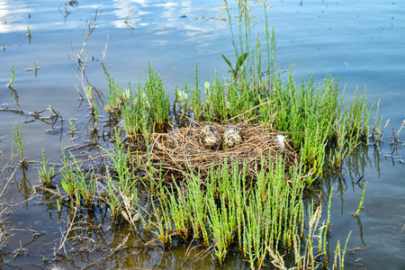 Birds of salty marshes. Black-winged stilt (Himantopus himantopus) nest between samphire (Salicornia), seapoa (Puccinellia), saltwort (Salsola) in very damp habitat. Steppe Black Sea regionの写真素材