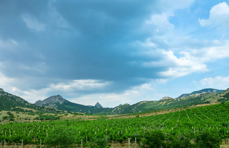 Vineyards on limestone hills. Vintage madeira is produced from this grape variety, Foothills of the Crimean Mountainsの写真素材