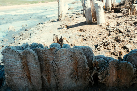 Long-term exposure to water and salt (saline land) on the wood. Texture of salted (moraine) wood, fiddleback veining and salt secretions tracery. Stained woodの写真素材