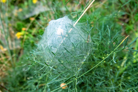 A spider cocoon with eggs in a web in a grass bush. Probably wasp spider (Argiope sp.). Crimeaの写真素材
