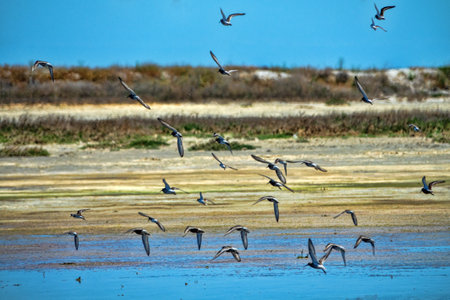 Seaside lagoons at water runoff in the hot summer period at noon. There is a hot haze over the water...