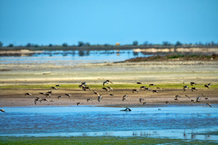 Seaside lagoons at water runoff in the hot summer period at noon. There is a hot haze over the water and sandy-muddy shoals (mudflats). Feeding place of migrating birds (arctic sandpipers). Wetlandsの写真素材