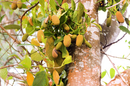 Breadfruit on tree, ripe and young fruits of tropical gardens, jackfruit growing directly from...