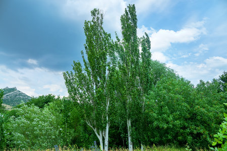 Young Lombardy poplar, pyramidal poplar (Populus pyramidalis) in the foothills of the Crimean...