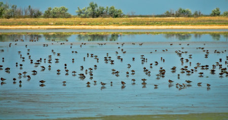 Azov sea lagoons at water runoff in the hot summer period at noon. There is a hot haze over the...
