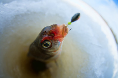 Ice recreational fishing. A picture of ruff fishing with a hole and scoot. A fish-eye lens is used