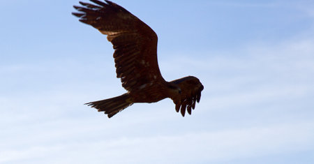 Pariah kite (Milvus migrans govinda) on a search flight. India