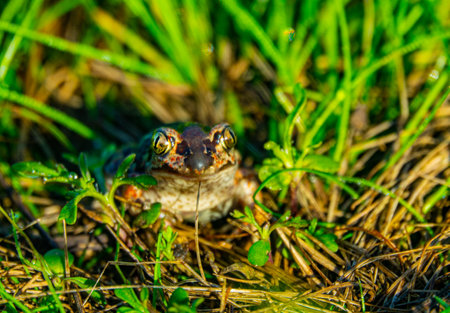 Batrachology. Common spadefoot (Pelobates vespertinus Pallas) ammocolous amphibian. The valley of the Don River in the middle reaches, a grassy meadow on sandy soil (the base of the dune)の写真素材