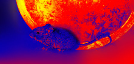 A gray mouse with big eyes in close-up. A wild animal has entered the house. Illustration of thermal...