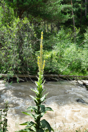 Meadow grasses over a mountain stream muddy after rain. Common mullein (Verbascum thapsus), North...