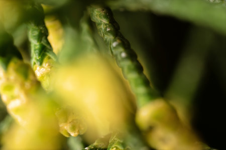 Young lump cones of blossoms Cupressus arizonica, Allergens Plants. Ultra macro
