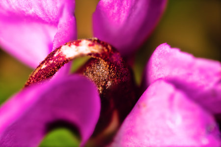 The Caucasian cyclamen flower. The petals are red. Ultra Macro
