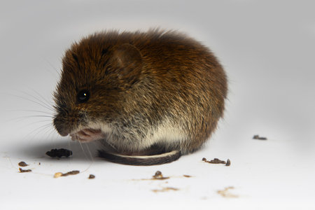 Mice are notorious pests of agriculture and households. Voles eats grain and spreads infection...
