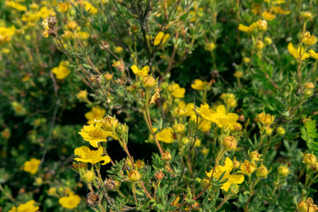 Prairieweed (Potentilla fruticosa) shrub in subalpine zone. North Caucasus