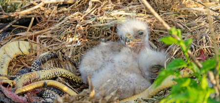 Long-legged buzzard (Buteo rufinus) nestlings are 5 days old, elder's eyes are open. Parents brought...