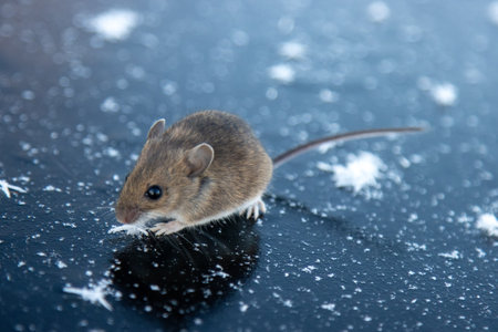 Wood mouse (Apodemus sylvaticus) is freezing on ice during crossing of frozen river. Small animal put its bare tail on head. This special adaptation allows animal to conserve energy. Boreal forestの写真素材