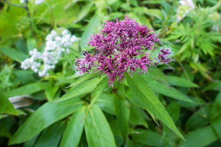 Known as purple Joe-Pye weed, kidney-root, sweetscented joe pye weed, sweet Joe-Pye weed.