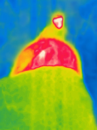 A nocturnal bird on a hill, an owl.Image from thermal imager device.