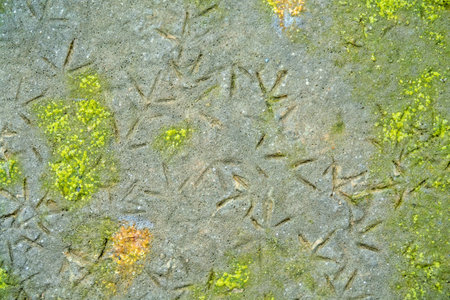 Shorebirds (Limicolae). Numerous legg prints of wader birds (stint (Calidris) on mud of sea lagoon....