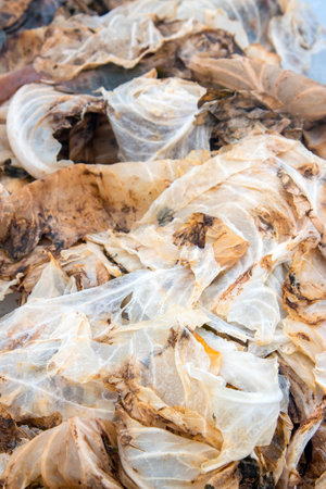 Rotten cabbage. The cabbage deteriorated after it was frozen in the field by the first frosts
