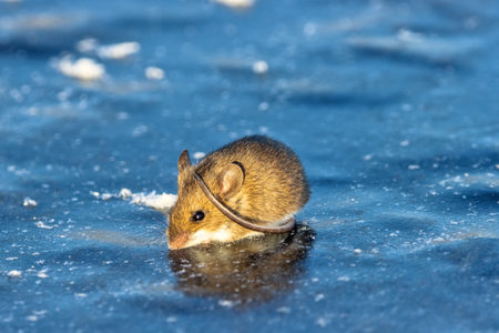 Wood mouse (Apodemus sylvaticus) on ice. Cold mouse puts bare tail on head, assemble body, tremor...