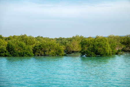Mangrove forests in the Persian Gulf. Hara tree (Avicennia marina) main type of aquatic vegetation. United Arab Emiratesの写真素材